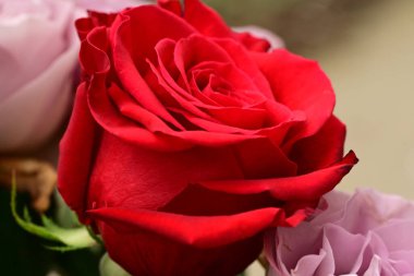 güzel parlak Çiçekler, yakın