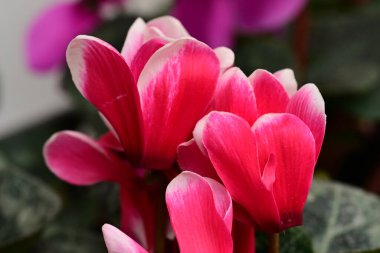 güzel parlak Çiçekler, yakın