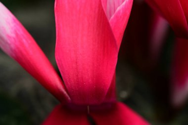 Güzel parlak çiçek, kapat