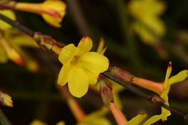 güzel parlak Çiçekler, yakın
