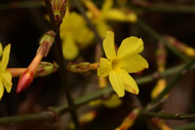 güzel parlak Çiçekler, yakın