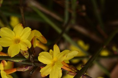 güzel parlak Çiçekler, yakın