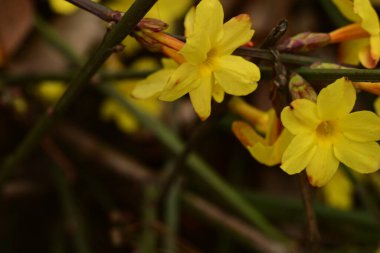 güzel parlak Çiçekler, yakın