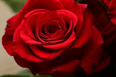 Güzel parlak gül çiçeği, kapat