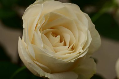 Güzel parlak gül çiçeği, kapat