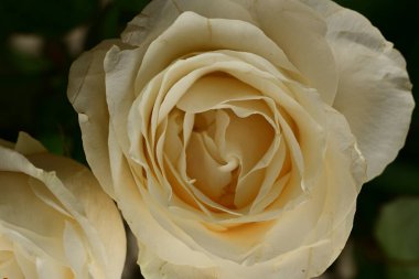 Güzel parlak gül çiçeği, kapat