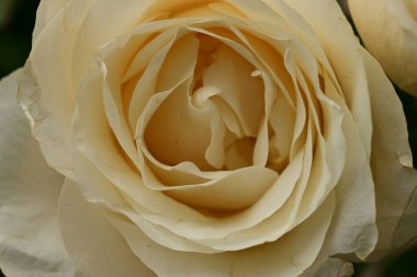 Güzel parlak gül çiçeği, kapat