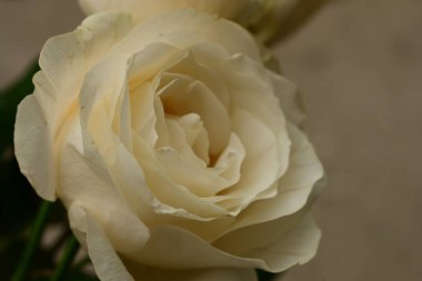 Güzel parlak gül çiçeği, kapat