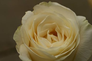 Güzel parlak gül çiçeği, kapat