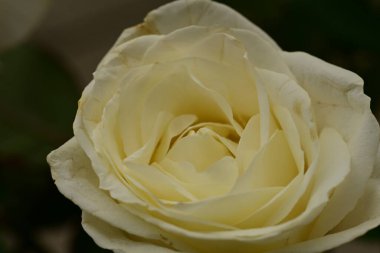 Güzel parlak gül çiçeği, kapat