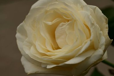 Güzel parlak gül çiçeği, kapat