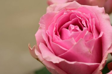 Güzel parlak gül çiçeği, kapat