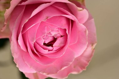 Güzel parlak gül çiçeği, kapat