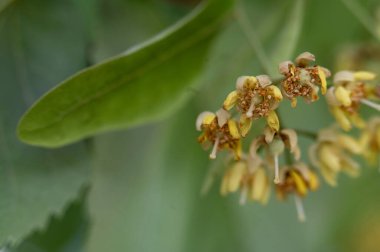 Sabah bahçede küçük güzel çiçekler.