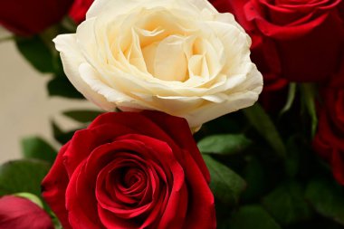 Güzel parlak gül çiçekleri, kapatın