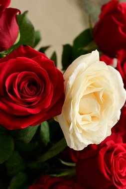 Güzel parlak gül çiçekleri, kapatın