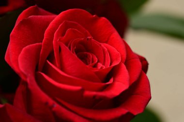 Güzel parlak gül çiçeği, kapat