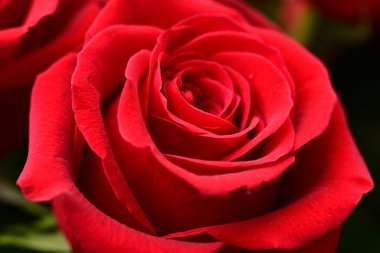 Güzel parlak gül çiçeği, kapat