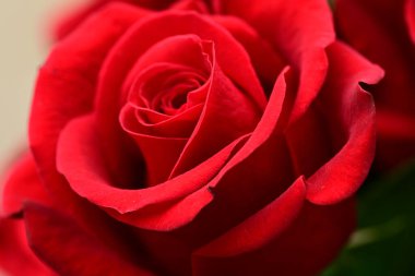 Güzel parlak gül çiçeği, kapat