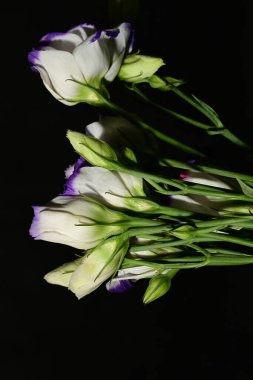 Siyah arka planda güzel bir buket Eustoma çiçeği.