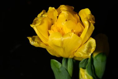 Siyah arkaplanda sarı laleler