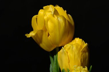 Siyah arkaplanda sarı laleler