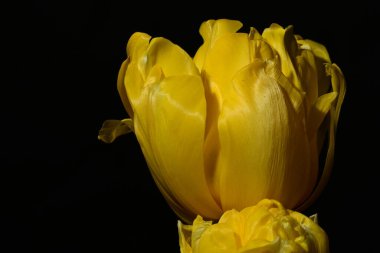 Siyah arkaplanda sarı laleler