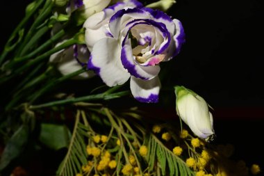 Koyu arka planda güzel bahar çiçekleri, yakın plan, üst manzara