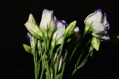 Siyah arka planda güzel bir buket Eustoma çiçeği.