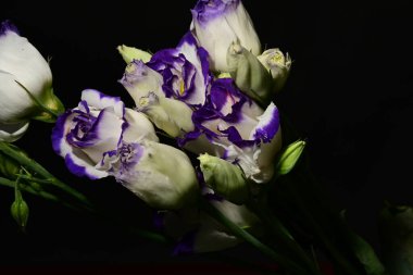 Siyah arka planda güzel bir buket Eustoma çiçeği.