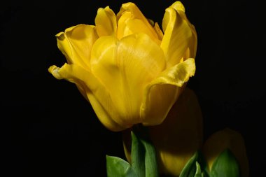 Siyah arkaplanda sarı laleler