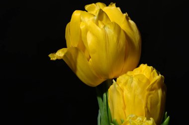 Siyah arkaplanda sarı laleler