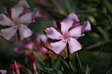 güzel parlak Çiçekler, yakın