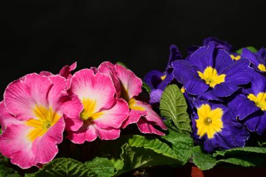 Bahçede güzel pembe ve mor çiçekler