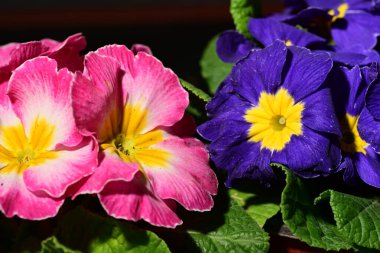 Bahçede güzel pembe ve mor çiçekler