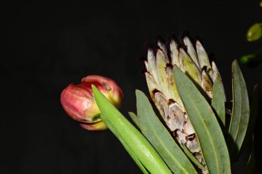 Koyu arka planda güzel bahar çiçekleri, yakın plan, üst manzara