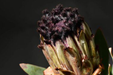 Güzel protea çiçeklerinin yakın görüntüsü