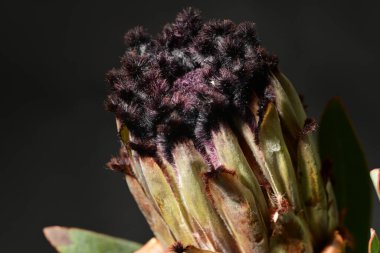 Güzel protea çiçeklerinin yakın görüntüsü