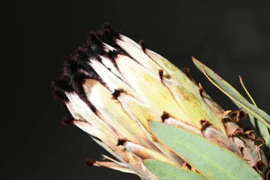 Güzel protea çiçeklerinin yakın görüntüsü