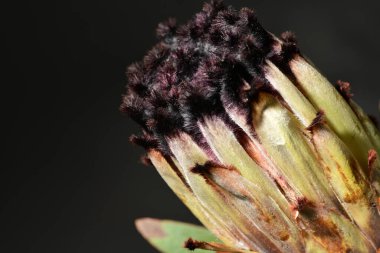 Güzel protea çiçeklerinin yakın görüntüsü