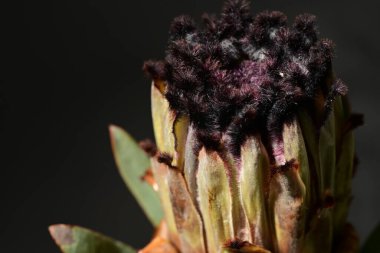 Güzel protea çiçeklerinin yakın görüntüsü