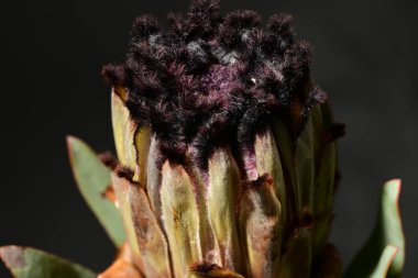 Güzel protea çiçeklerinin yakın görüntüsü