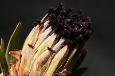 Güzel protea çiçeklerinin yakın görüntüsü