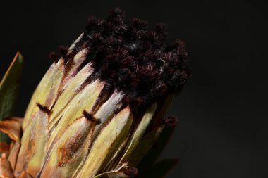 Güzel protea çiçeklerinin yakın görüntüsü