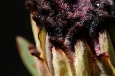 Güzel protea çiçeklerinin yakın görüntüsü