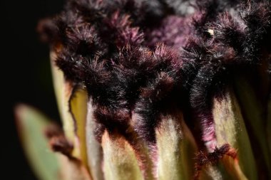 Güzel protea çiçeklerinin yakın görüntüsü