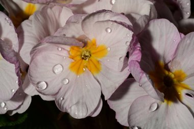 Güzel çiçekler, çiçek konsepti