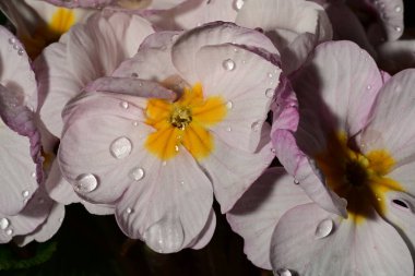 Güzel çiçekler, çiçek konsepti