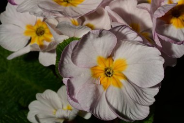 Güzel çiçekler, çiçek konsepti