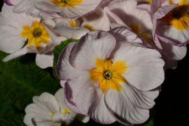 Güzel çiçekler, çiçek konsepti